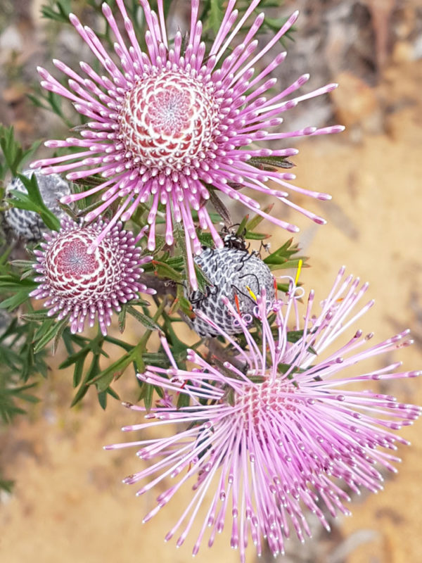WA Wildflower Season Go Camper