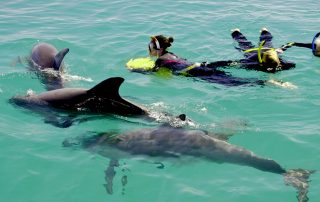 Swim with wild dolphins in Western Australia