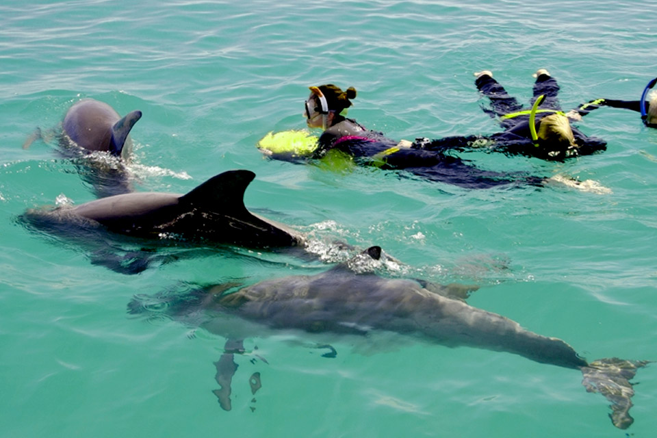 Swim with wild dolphins in Western Australia